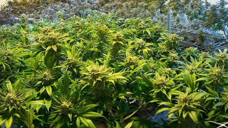 plants