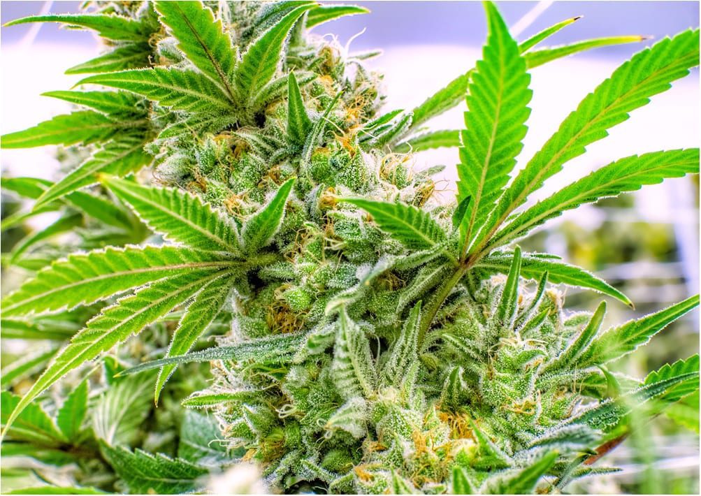 cannabis for relieving pain