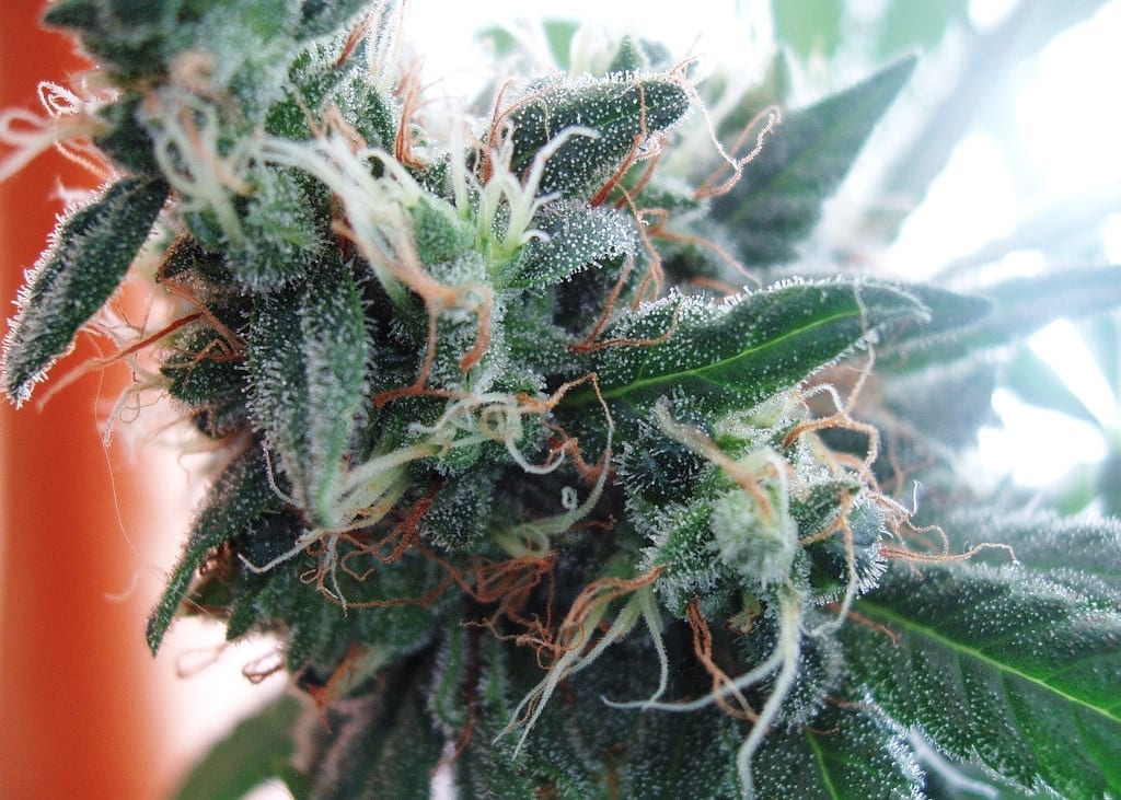 marijuana